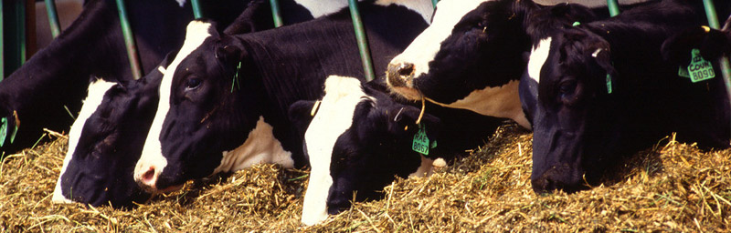 海能仪器广泛应用于畜牧业领域